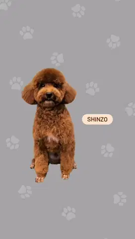 jual anjing poodle