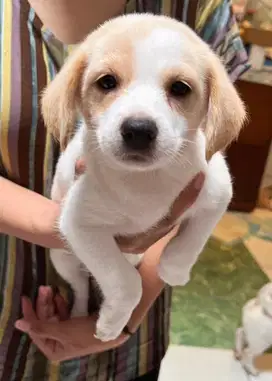 ANAKAN ANJING MIX BEAGLE MINI POMP