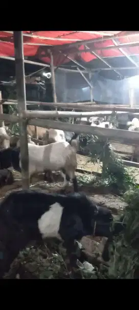 Kambing Qurban bekasi