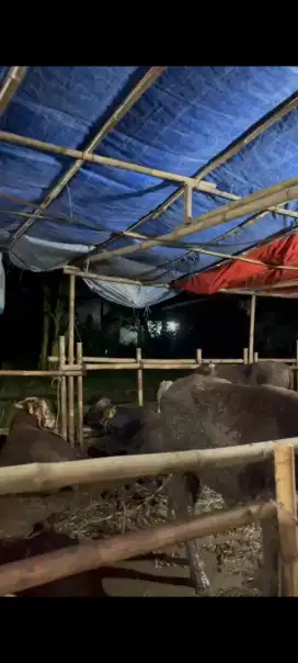 Sapi Qur'ban Bekasi - Mulai 21 Juta -Sehat, Siap Antar Jabodetabek