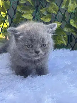 BSH BLUE SOLID JANTAN DAN BETINA