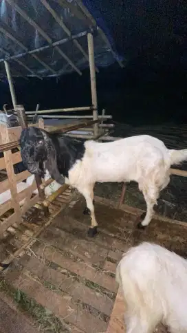 Kambing super jumbo
