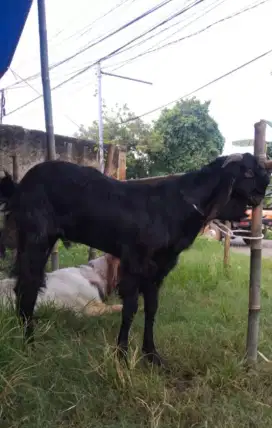 Jual hewan qurban sehat