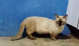 Jasa pacak kawin Munchkin Himalaya peaknose persia