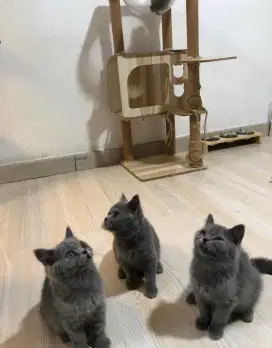 Kucing Bsh  jantan 1 2 betina siap ambil