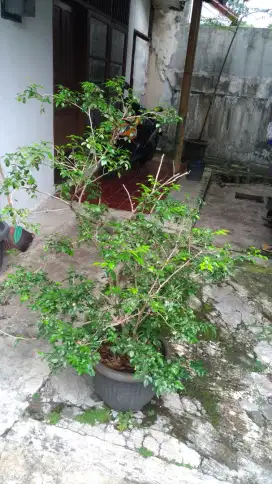 Tanaman Kemuning