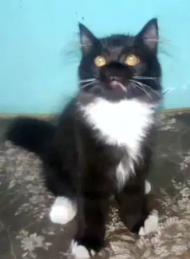 Kucing anggora Persia Medium