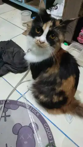 Ganti pakan aja