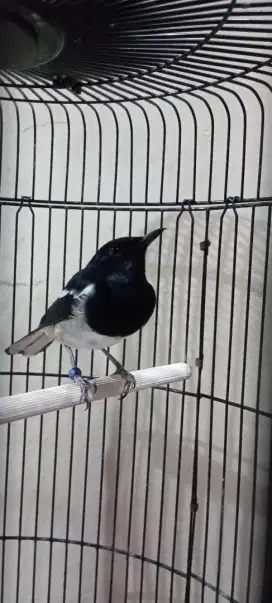 Burung Kacer Dada Putih Jinak
