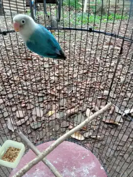 Burung Lovebird Blue Series Split Fallow/vio/ino/turquoise