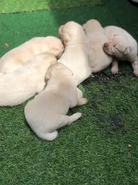 Labrador Retriever