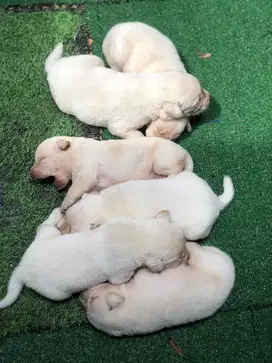 Labrador Retriever