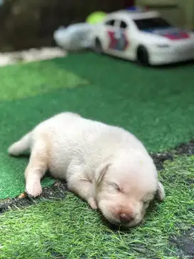 Labrador Retriever