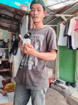 Burung JALAK DUREN GACOR FULL