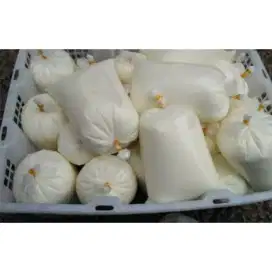 Susu sapi murni masih amget