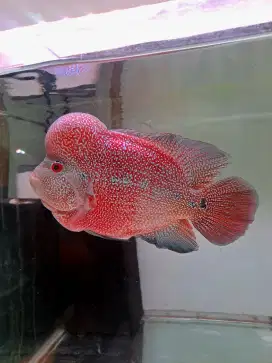 Ikan louhan cencu size 20cm. Indukan lulus gesek. Line cs flowerhorn
