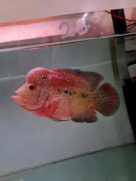 Ikan louhan cencu size 18 cm. Line cs flowerhorn