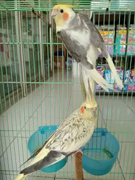 Falk jinak bekas free fly siap ternak