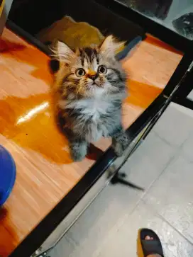 Kucing Scotish Straight - Marble