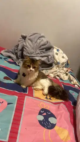 Munchkin persia mix bsh