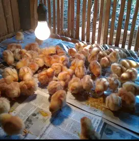 Anak Ayam Petelur