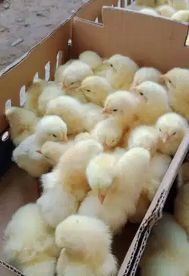 Anak Ayam Broiler