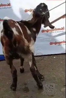 kambing jantan 25-30kiloan siap hewan aqiqahan nazar hajatan sedekahan