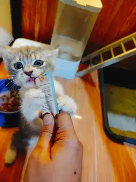 kucing bsh scottish straight