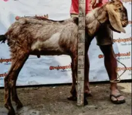kambing jantan 25-30 kiloan siap hewan potong akikahan nazar sedekahan