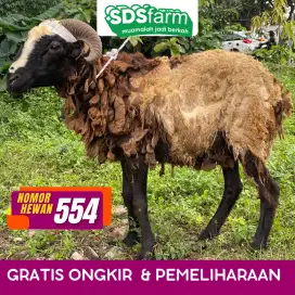 Jual Domba Qurban Gratis Pengiriman Nego sampai Deal