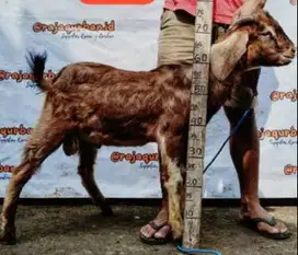 kambing qurban 25-30 kiloan siap kambing kurban murmer hemat ekonomis