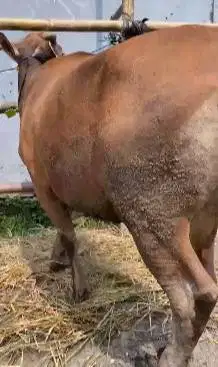 sapi qurban 17jutaan 230kiloan ras sapi bali siap kurban ekonomisan ok