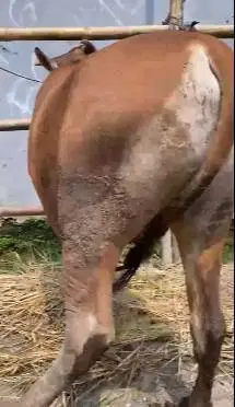 sapi qurban 17jutaan 230kiloan ras sapi bali ekonomisan hemat murmer