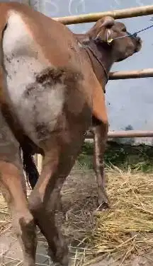sapi bali 17jutaan 230kiloan siap sapi qurban ekonomisan murmer manteb