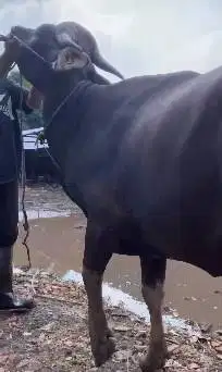 sapi qurban 17jutaan ras sapi bali 230kiloan siap kurban 2025 ekonomis