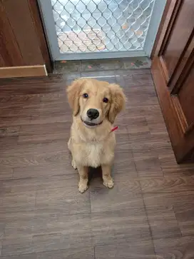 Fs anjing golden retriver usia 7 bulan