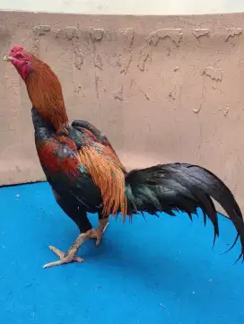 Ayam Bangkok ORI wiring galih ukuran 6 full