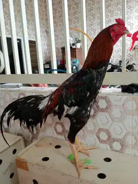 Ayam Bangkok ukuran 5,5 full
