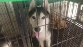 Jual Siberian Husky