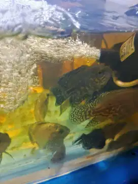 Ikan oscar 3 jari tiger dan tembaga