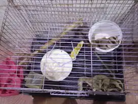sugar glider classic grey