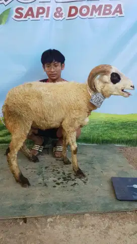 JUAL HEWAN QURBAN BISA NEGO