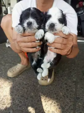 Puppy Shihtzu mix poodle Jantan