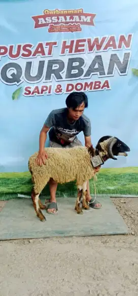 JUAL HEWAN QURBAN SESUAI SYARIAH
