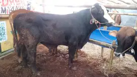 JUAL SAPI 20 JT BISA NEGO
