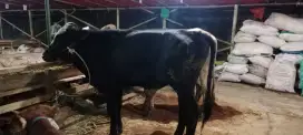 JUAL HEWAN QURBAN BISA NEGO