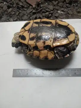 Di jual Kura Kura Brazil besar