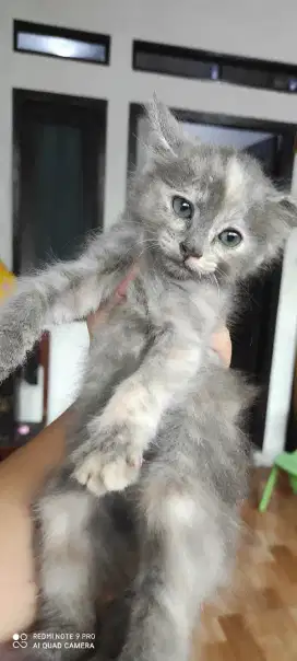 Kitten anggora nebulung