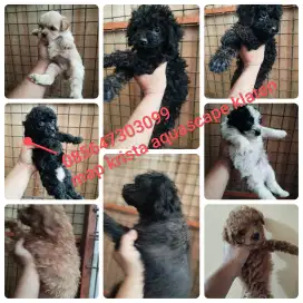 Poodle kosongan