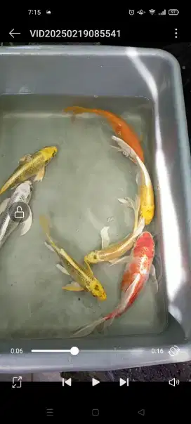 Ikan koi slayer/non salyer
